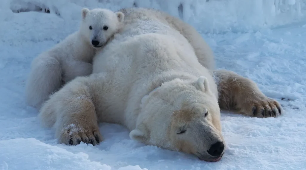 Polar Bear Life Cycle