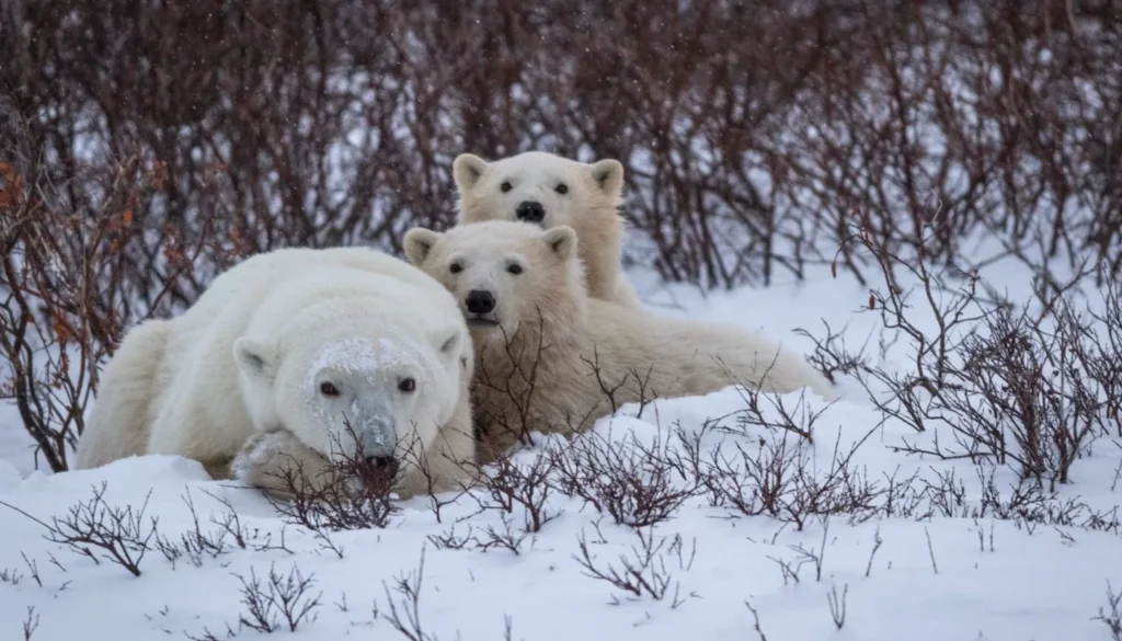 Polar Bear Life Cycle