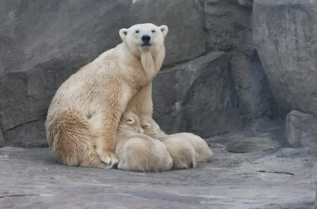 Polar Bear Life Cycle