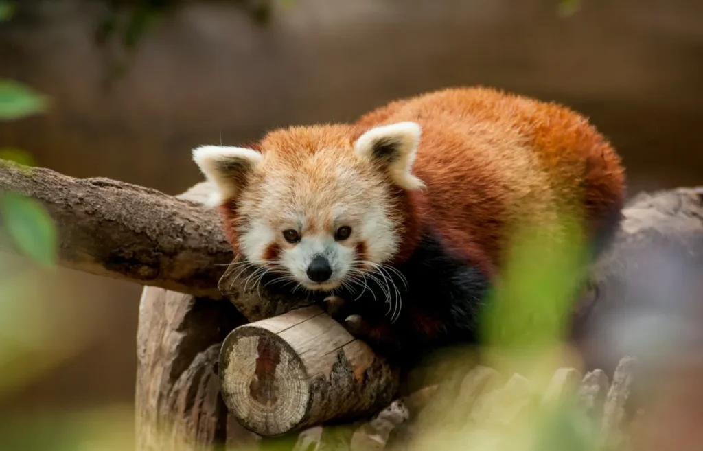 Red Panda Life Cycle