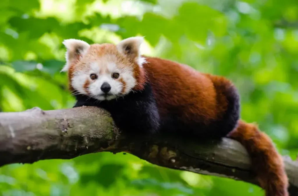 Red Panda Life Cycle