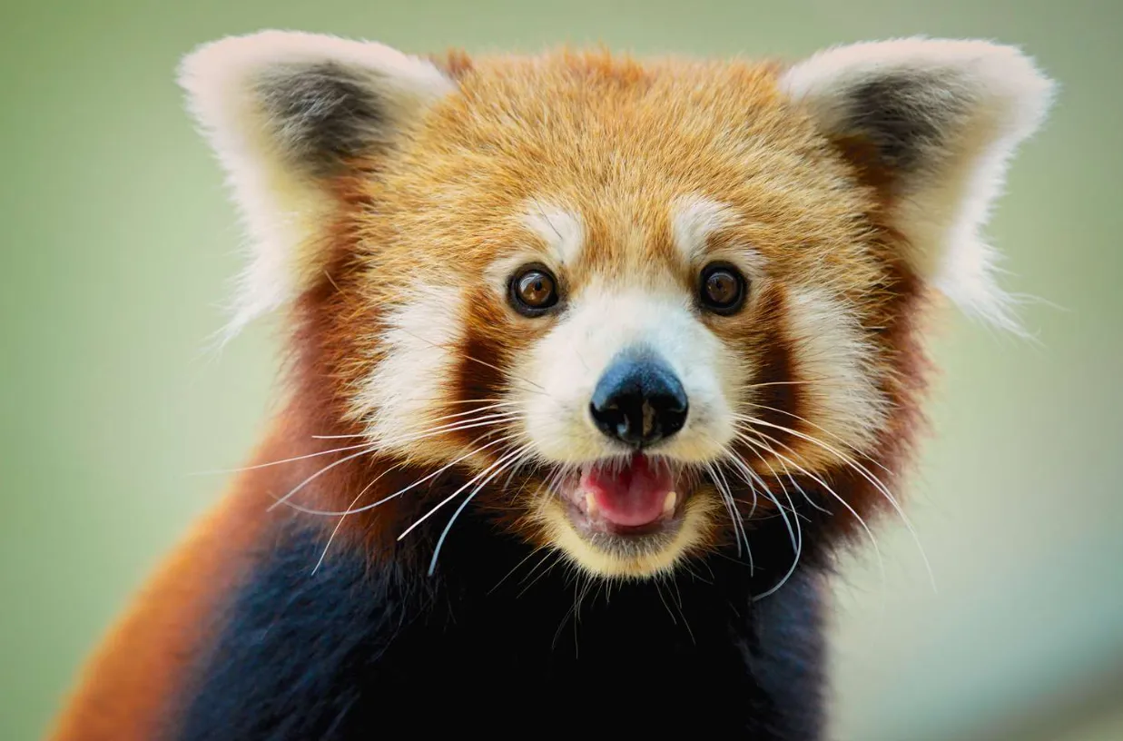 Red Panda Life Cycle