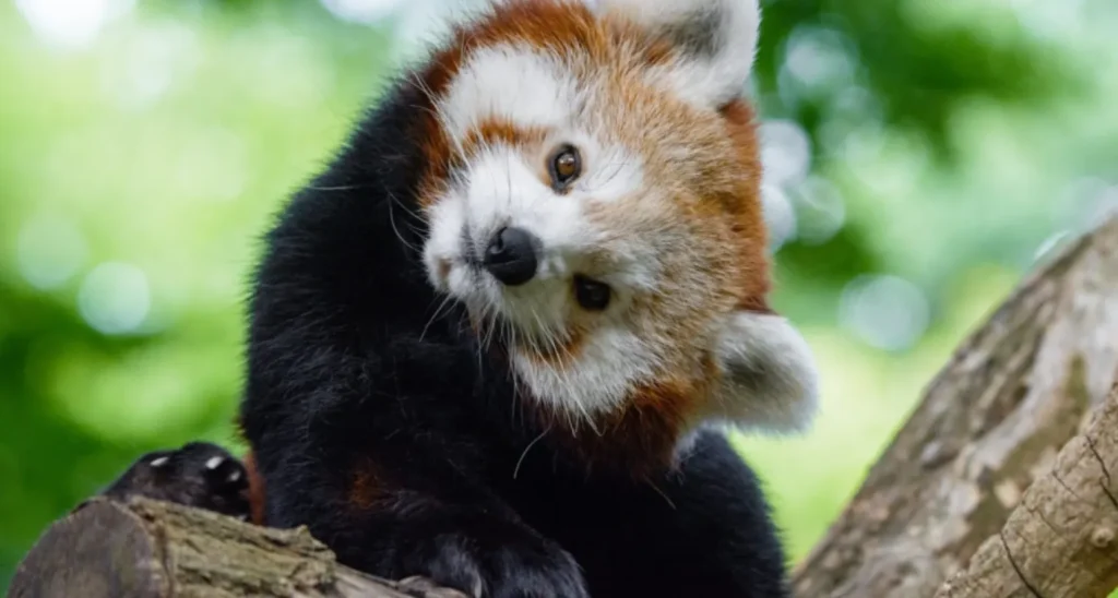 Red Panda Life Cycle