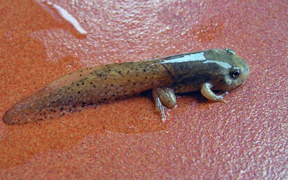 Tadpole Life Cycle