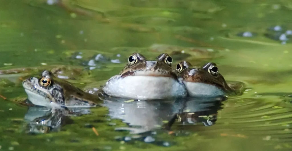 Tadpole Life Cycle