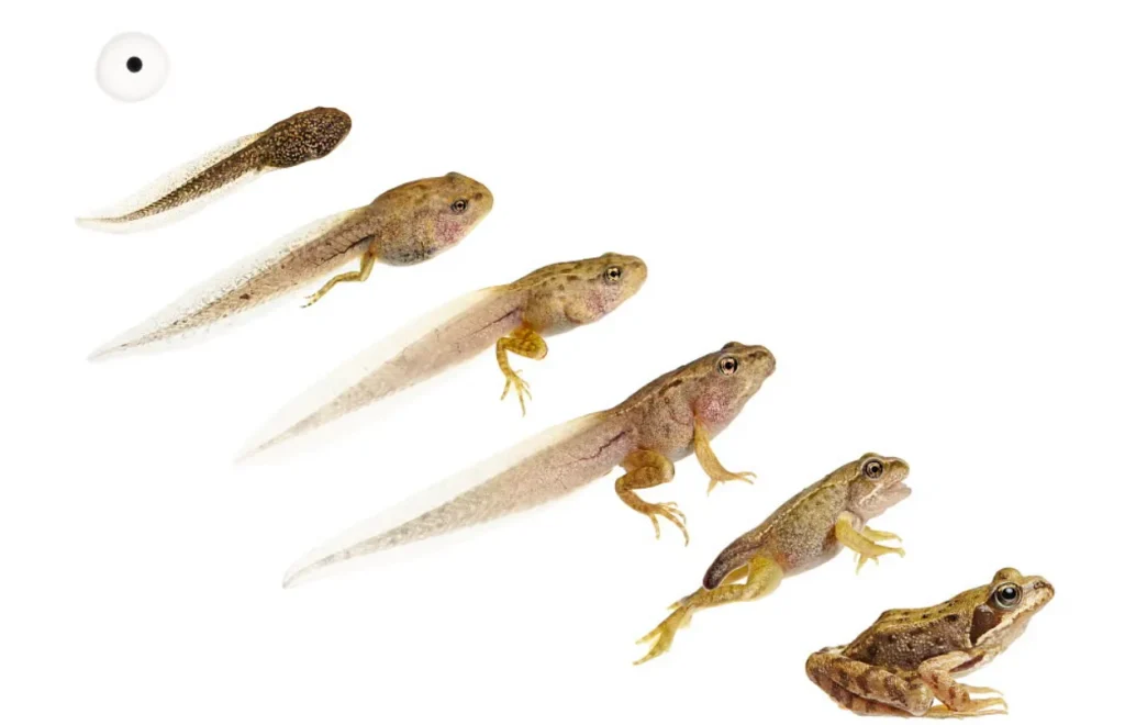 Tadpole Life Cycle
