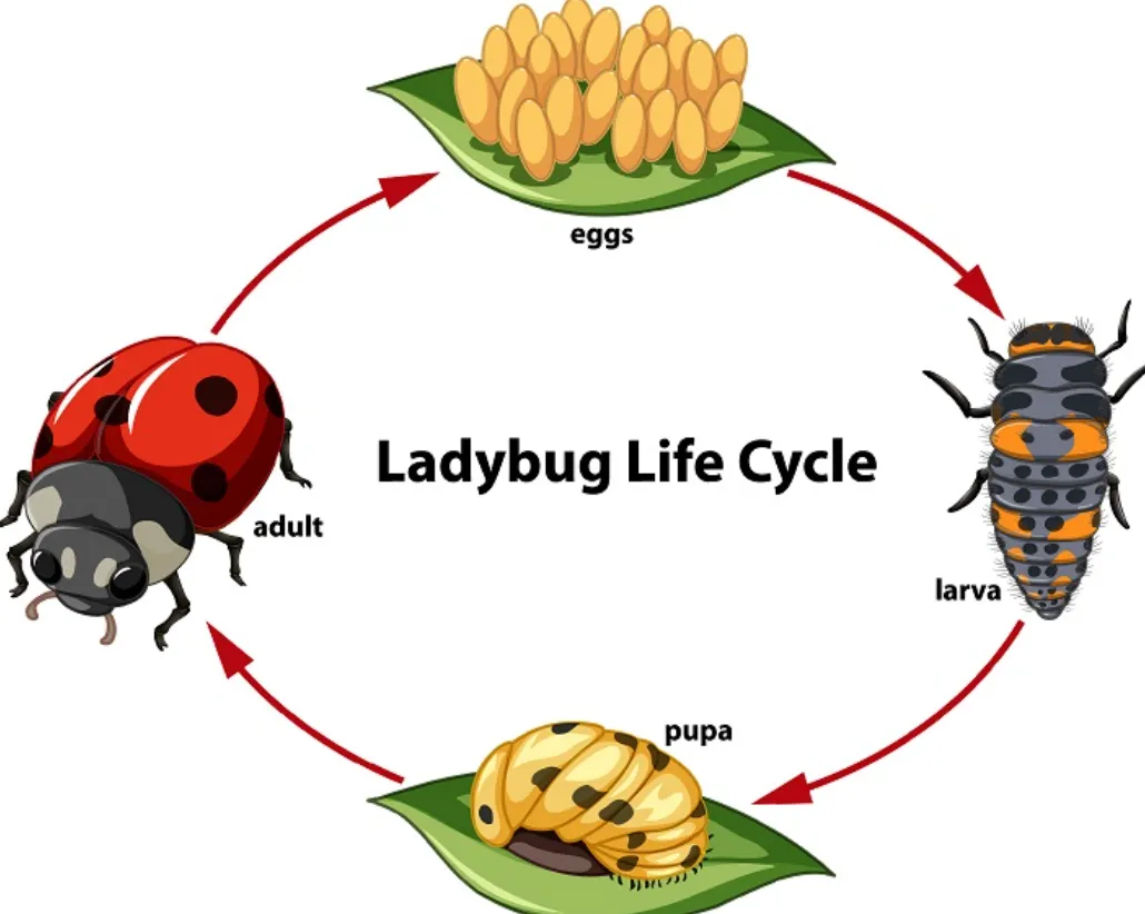 Lady Bug Cycle of Life