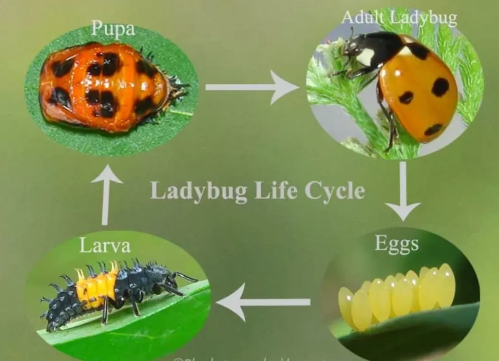 Lady Bug Cycle of Life