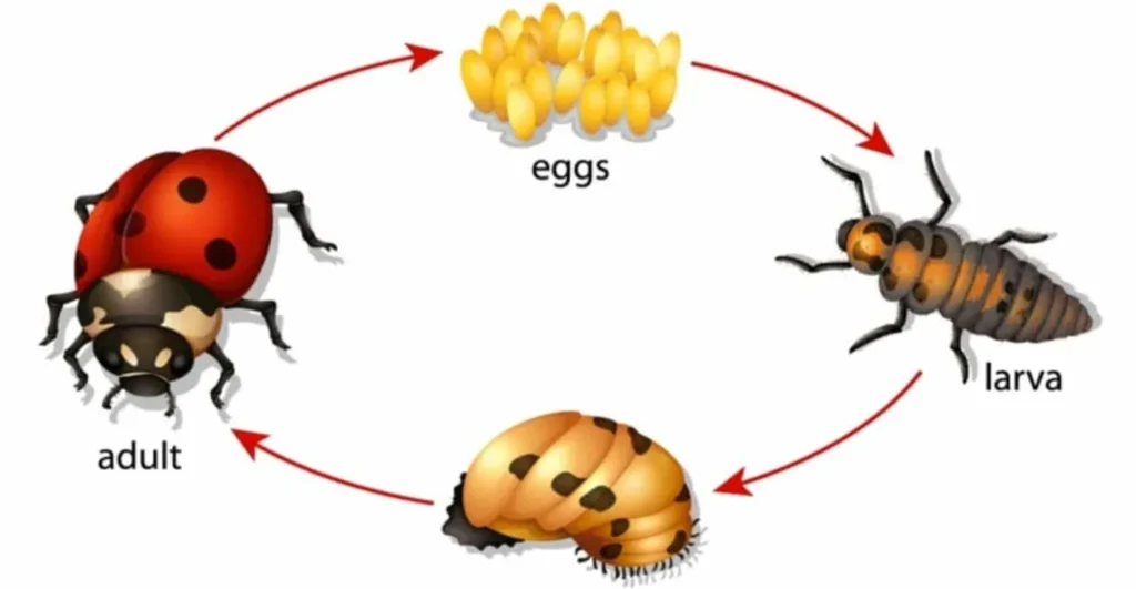Lady Bug Cycle of Life