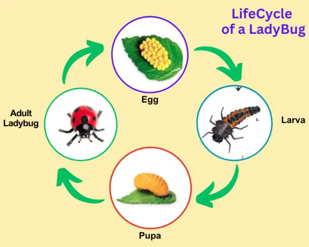Lady Bug Cycle of Life