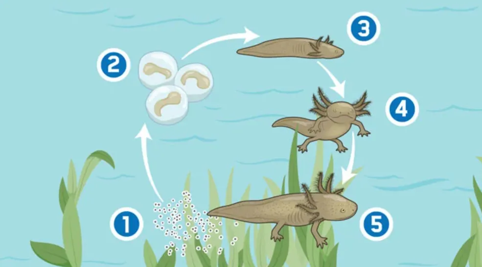Life Cycle of Axolotl
