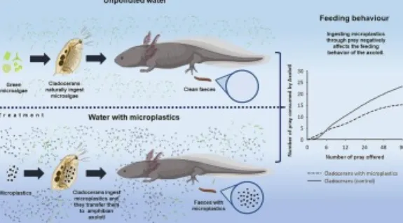 Life Cycle of Axolotl