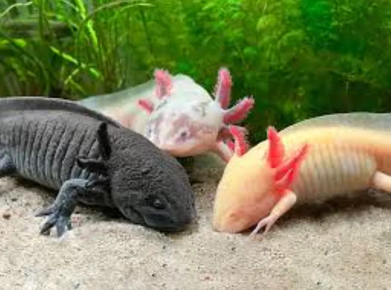 Life Cycle of Axolotl