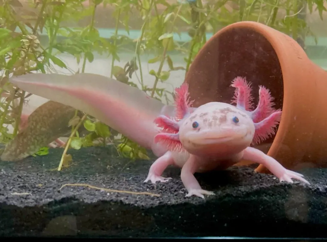 Life Cycle of Axolotl