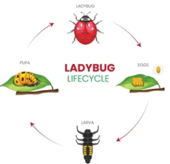 Life Cycle of a Lady Bird