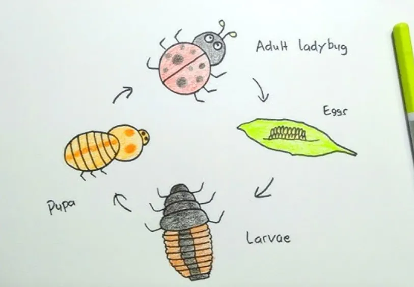 Life Cycle of a Lady Bird