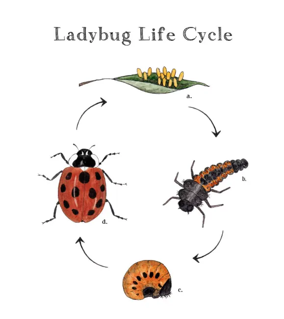 Life Cycle of a Lady Bird