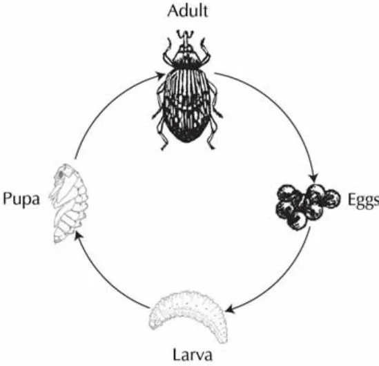 Life Cycle of a Lady Bird